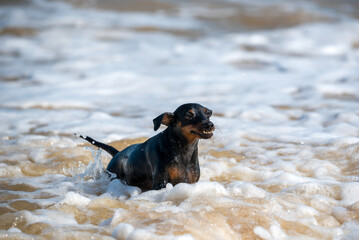 Doberman dog puppy swims in dirty water during a flood