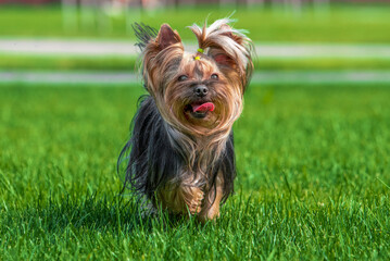 Yorkshire terrier dog running across a green mown lawn on a clear sunny day