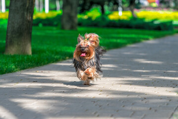 Yorkshire terrier dog running across a pavement near green mown lawn on a clear sunny day