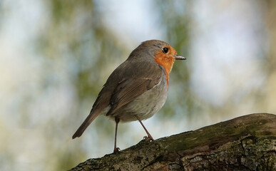 A robin standing on a log in a woodland against a defocused background. 