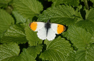 A high angle view of an orange-tip butterfly, anthocharis cardamines, resting on green leaves in the spring sunshine. 