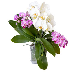 Flowers of white and lilac orchid in a pot. Isolated. Phalaenopsis