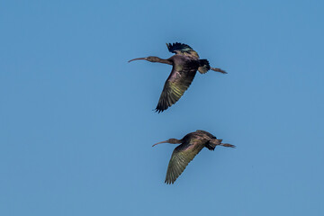 Flight of two sickle ibises in a blue sky