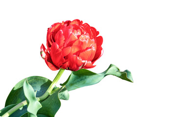 Крупный цветок махрового тюльпана крупный планом. Изолировано