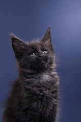 A black Maine Coon kitten with tufted ears and bright eyes stands alert against a blue backdrop. cat in sttudio