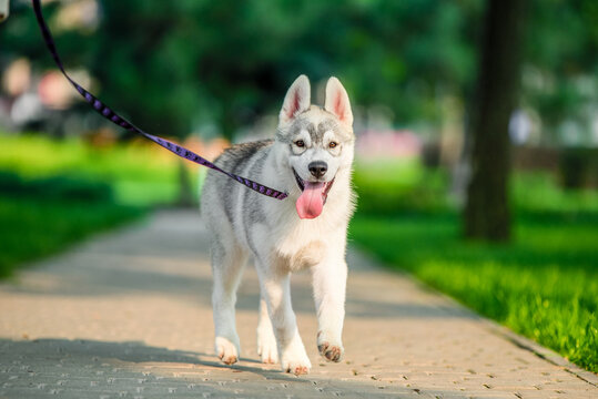 Siberian husky puppy on colored leash walk in the park in summer