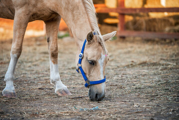 beige horse on a ranch