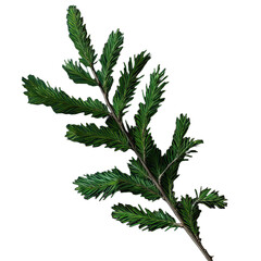 Green Christmas pine twig isolated on transparent background.