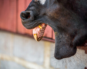 horse head and teeth on a ranch