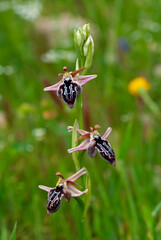 Ariadne-Ragwurz, Karpathos-Ragwurz (Ophrys ariadnae / Ophrys cretica subsp. karpathensis) - Insel Karpathos, Griechenland
