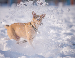 mongrel fawn puppy in the snow in winter
