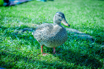 duck in the grass