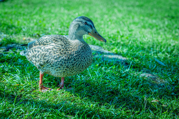 duck in the grass