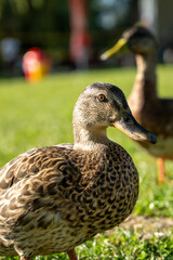 duck in the grass