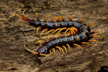 Scolopendra subspinipes piceoflava is a species mostly very large centipedes.