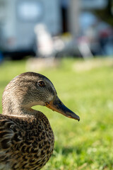 duck in the grass
