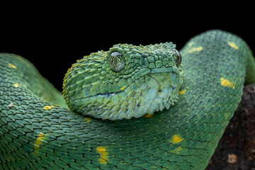 The closeup head of West African Bush Viper or West African Leaf Viper (Atheris clorechis). It is a gorgeous viper from Western Africa. - obrazy, fototapety, plakaty