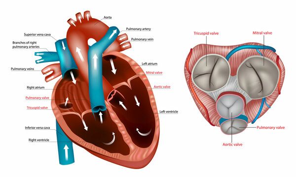 Structure of the Heart valves anatomy. Mitral valve, pulmonary valve, aortic valve and the tricuspid valve. Anterior view of heart and normal circulation showing valves