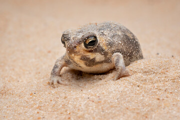 The Desert Rain Frog, Web-footed Rain Frog, or Boulenger's Short-headed Frog (Breviceps macrops) is...