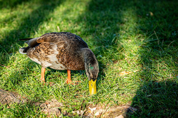 duck in the grass