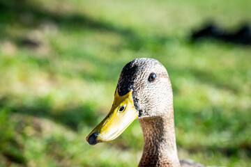 duck in the grass