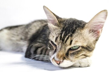 A tabby cat resting, isolated on a white background