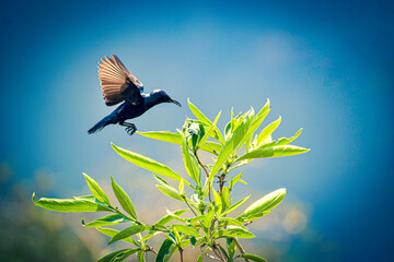 Look at this adorable little bird soaring through the sky!  It's always a joy to witness the beauty of nature