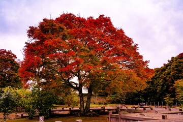 Obraz premium 岡城の紅葉
