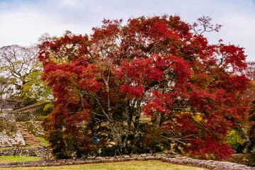 岡城の紅葉