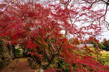 岡城の紅葉