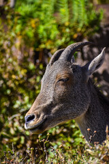 This picture-perfect scene of a goat enjoying its feast in a field of tall grass reminds us to savor every moment of pure bliss