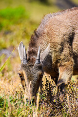 Fototapeta premium wild boar in nature