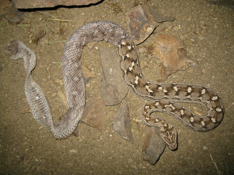 Echis carinatus Snake skinning