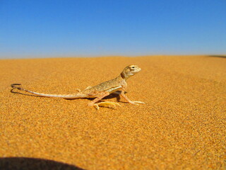 phrynocephalus maculatus on the sand