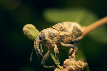 A brown weevil perched on a green branch