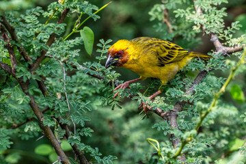 Colorful background with an exotic bird. Rüppell's weaver, Ploceus galbula