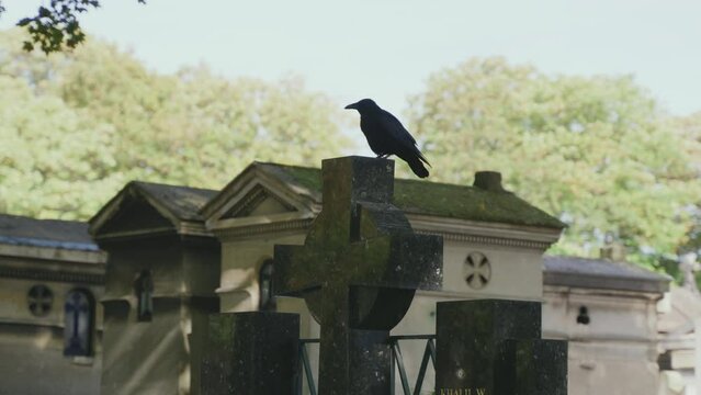 cuervo encima de una cruz en un cementerio