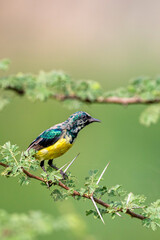 Colorful background with an exotic bird. Nile Valley sunbird, Hedydipna metallica.