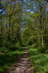 Fototapeta na wymiar Footpath in deciduous forest, Sellingerbossen, Sellingen, Groningen, Netherlands