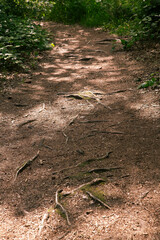 Forest path with many bare roots