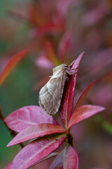 Moth Orange swift or Orange moth (Triodia sylvina), resting