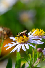 Sweet bee Lasioglossum spec. feeding on flower of Annual fleabane (Erigeron annuus)