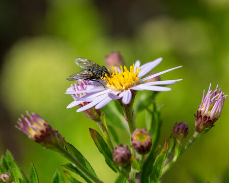 Fly Bellardia spec. feeding on flower of Annual fleabane (Erigeron annuus)