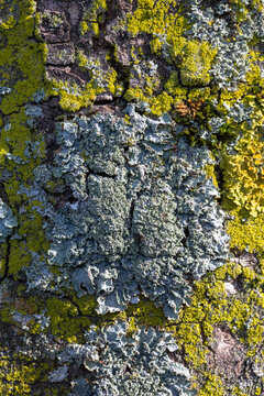 Lichen Punctelia jeckeri on bark of Elm tree