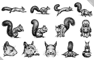 Vintage engraving isolated squirrel set illustration ink sketch. Forest background animal silhouette art. Black and white hand drawn vector image - obrazy, fototapety, plakaty
