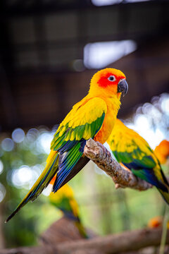 Sun Conure parrot sitting on a branch