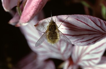 closeup of Bombylios or bee fly on a Diptam flower in Germany.