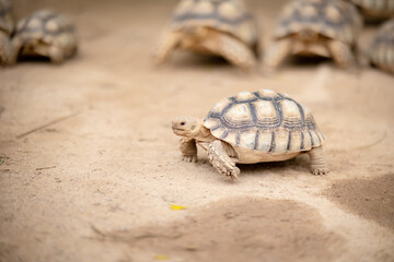 A giant tortoise, Sulcata tortoise, walks on the ground.