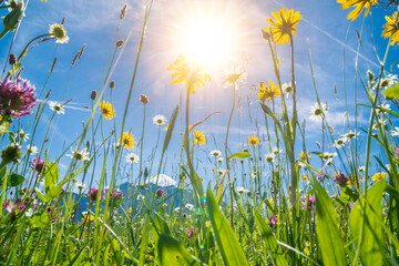 beautiful flowers in meadow at springtime with sun