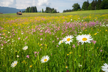 beautiful flowers in meadow at springtime